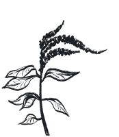 amaranthus